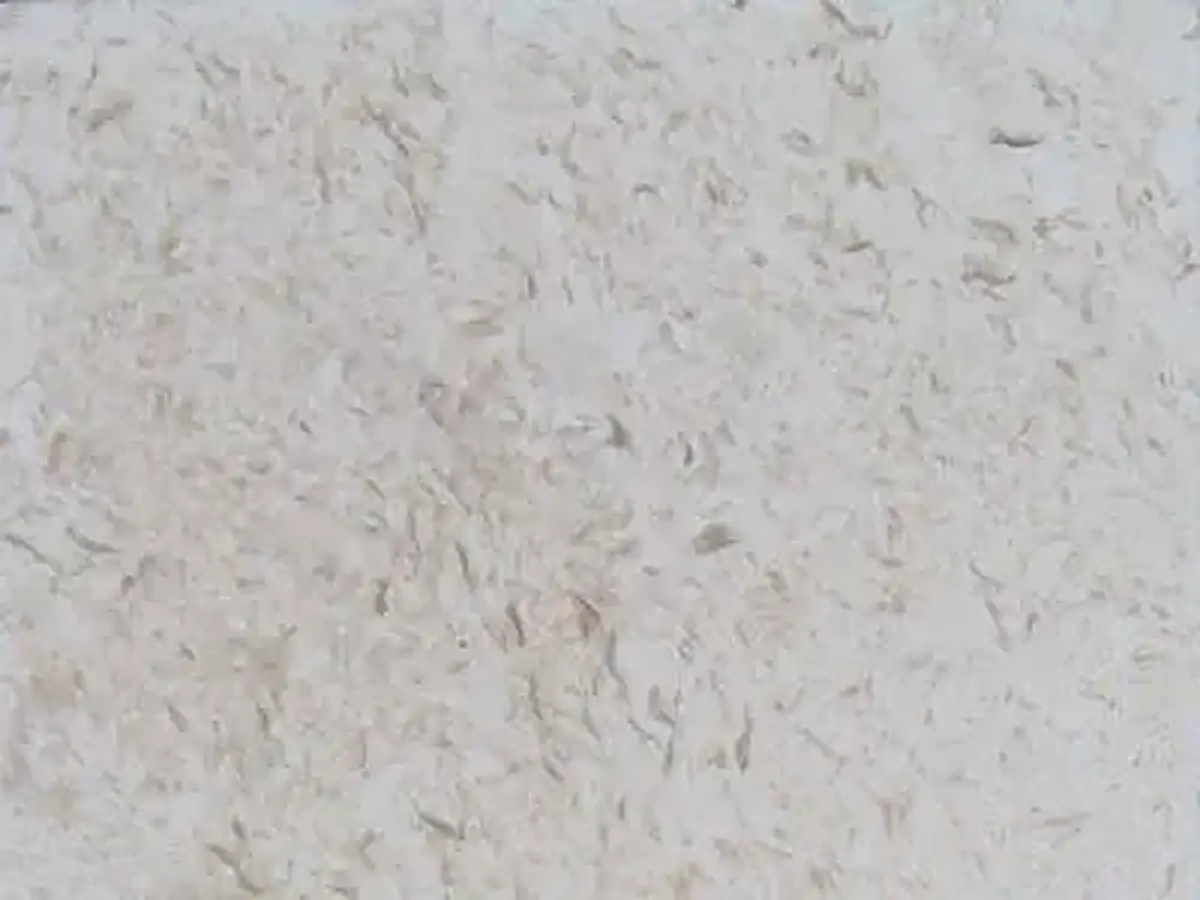 Amelas Fossil caliza, muestra pulida – Marmi di Carrara – gris claro (1)