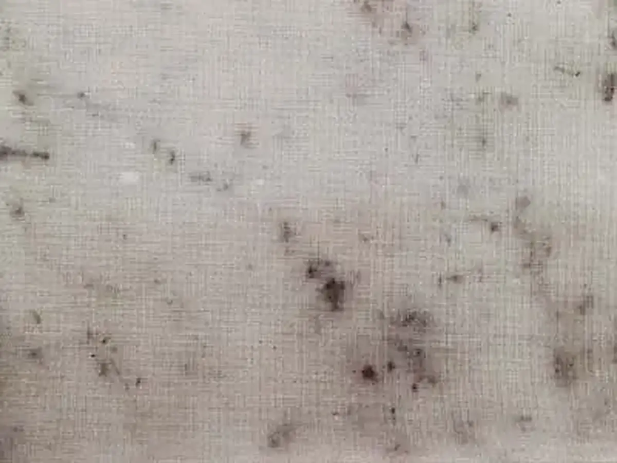 Bianco Carrara D marble polished sample – Marmi di Carrara – light grey, beige (1)