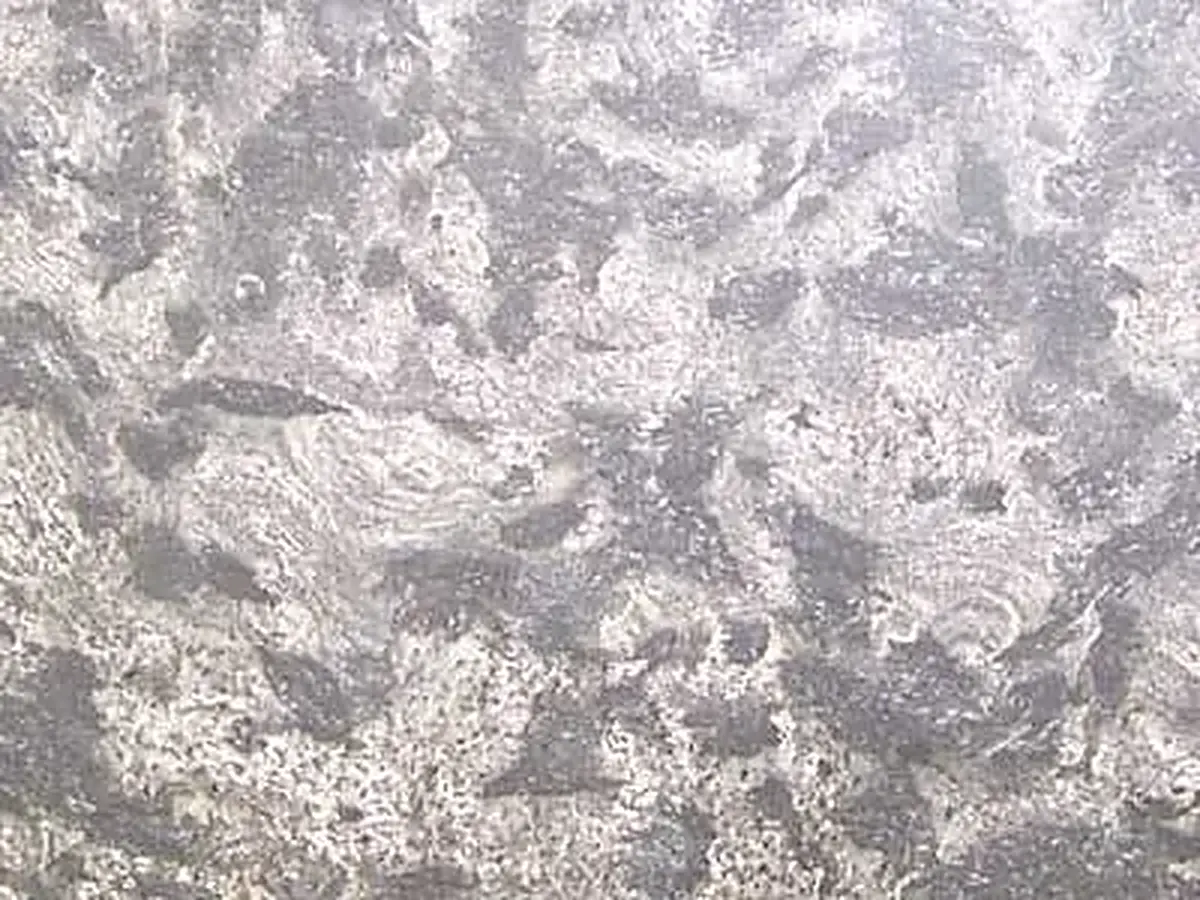 Black & Silver natural stone polished sample – Marmi di Carrara – light grey, ivory (1)