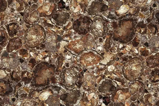 Brown Petrified Wood marmo