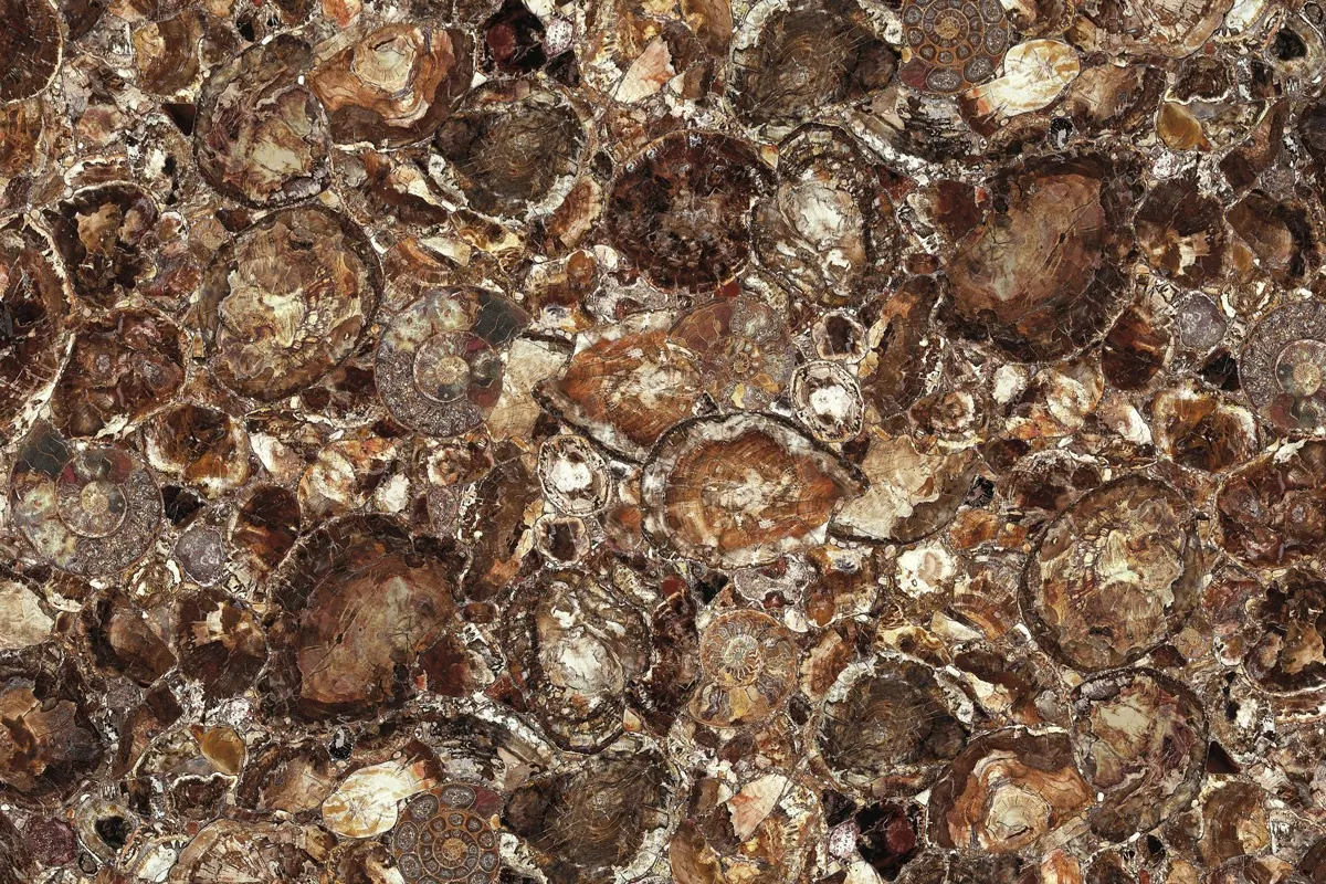 Brown Petrified Wood мрамор, поверхность плиты – Marmi di Carrara – коричневый, серый (1)