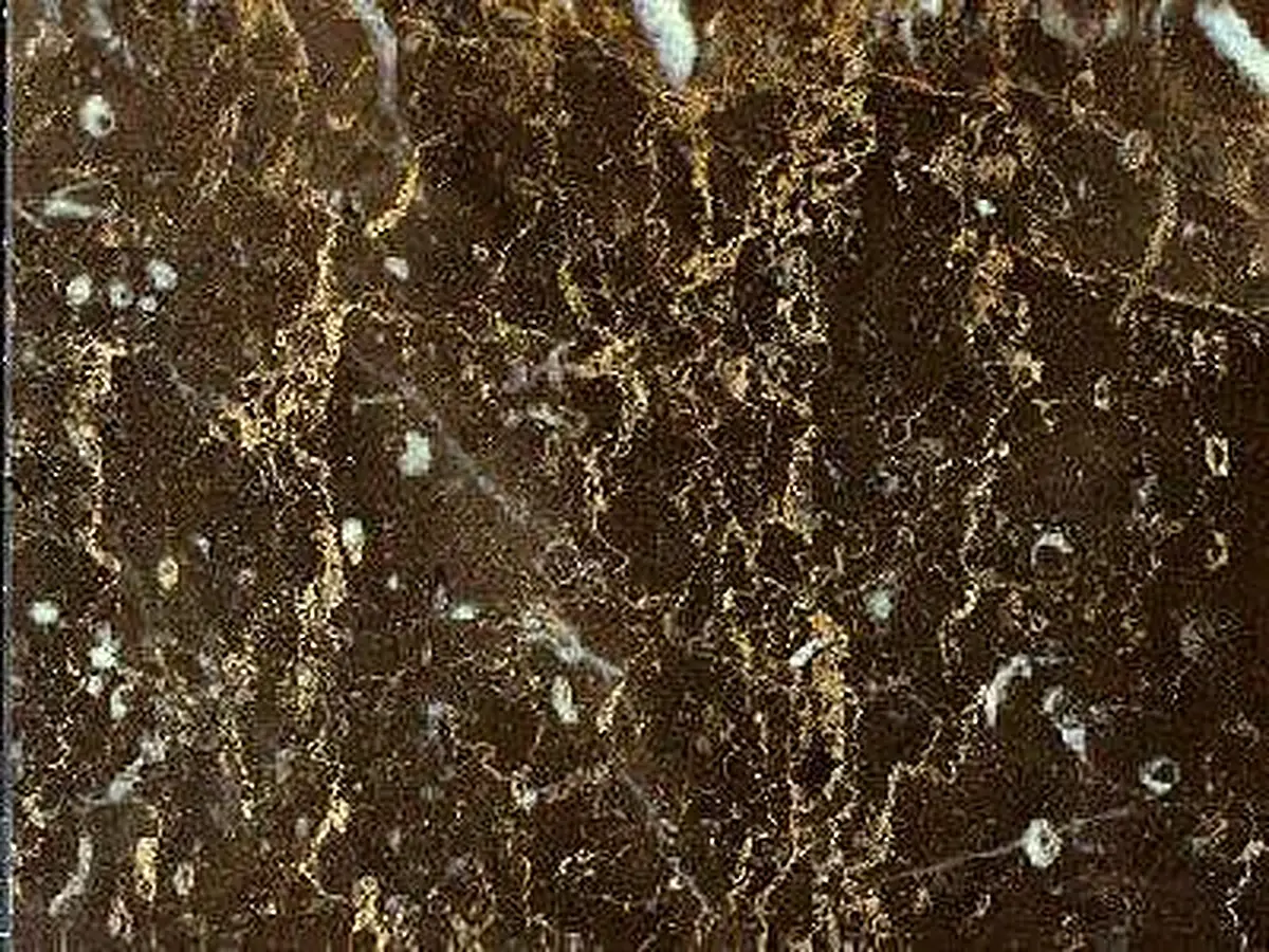 Brownish of Chios calcaire, échantillon poli – Marmi di Carrara – brun, noir (1)