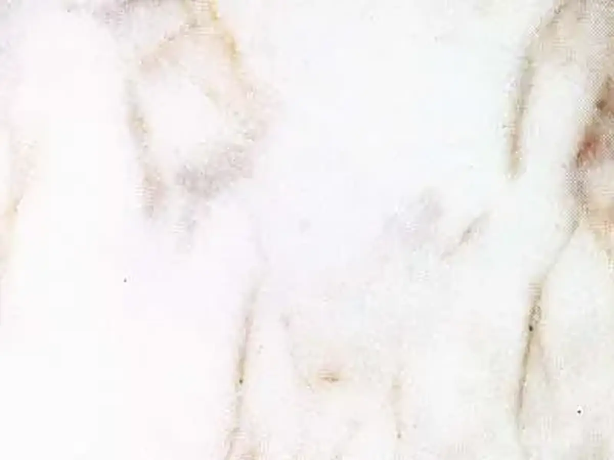 Calacatto Oro marbre, échantillon poli – Marmi di Carrara – blanc, ivoire (1)