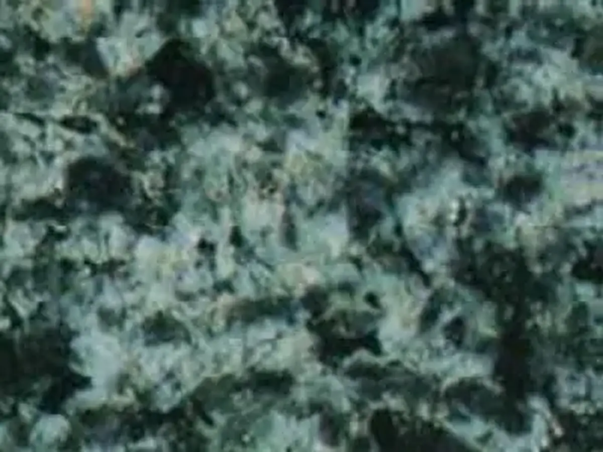 Chinese Green G 5157 granito, muestra pulida – Marmi di Carrara – gris, antracita (1)