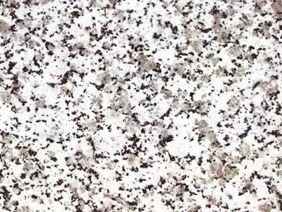 Clair du Tarn granito, muestra pulida – Marmi di Carrara – blanco, gris claro (1)