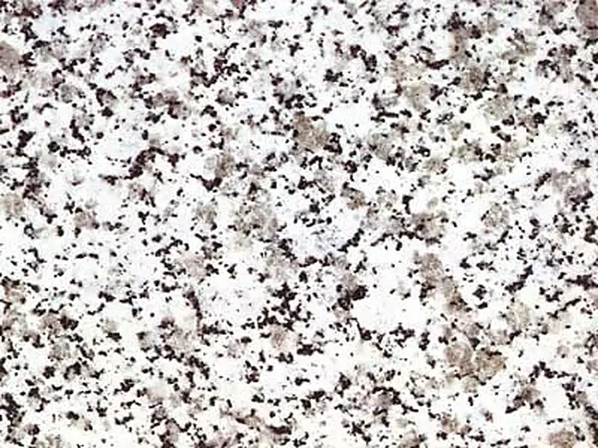 Clair du Tarn гранит, полированный образец – Marmi di Carrara – белый, светло-серый (1)