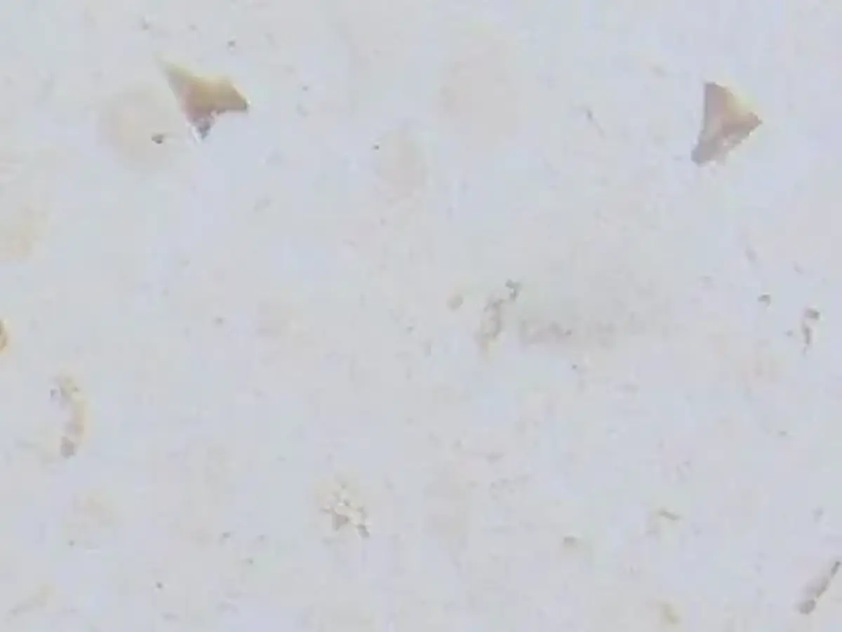 Finike White Fossil известняк, полированный образец – Marmi di Carrara – слоновая кость, светло-серый (1)