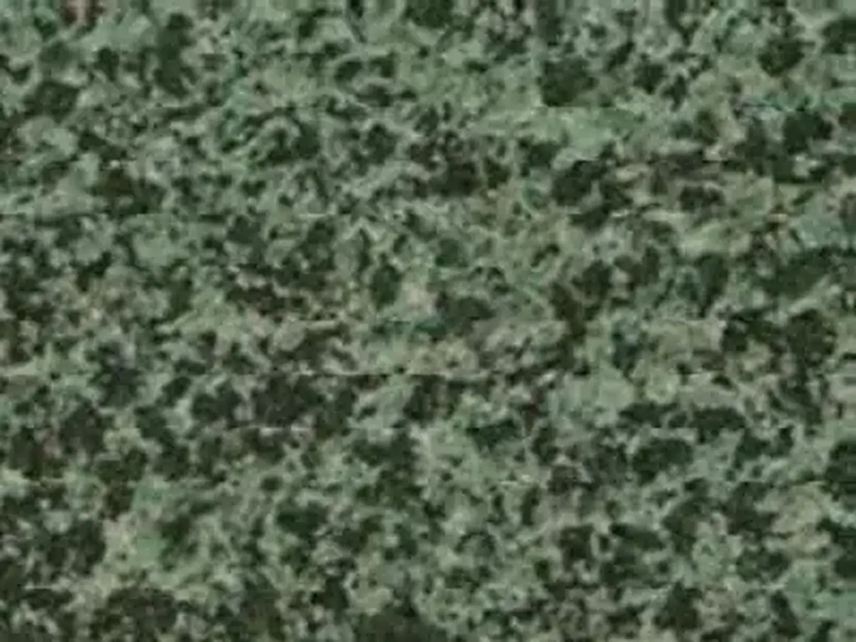 Forest G 022 granit, échantillon poli – Marmi di Carrara – anthracite, vert (1)