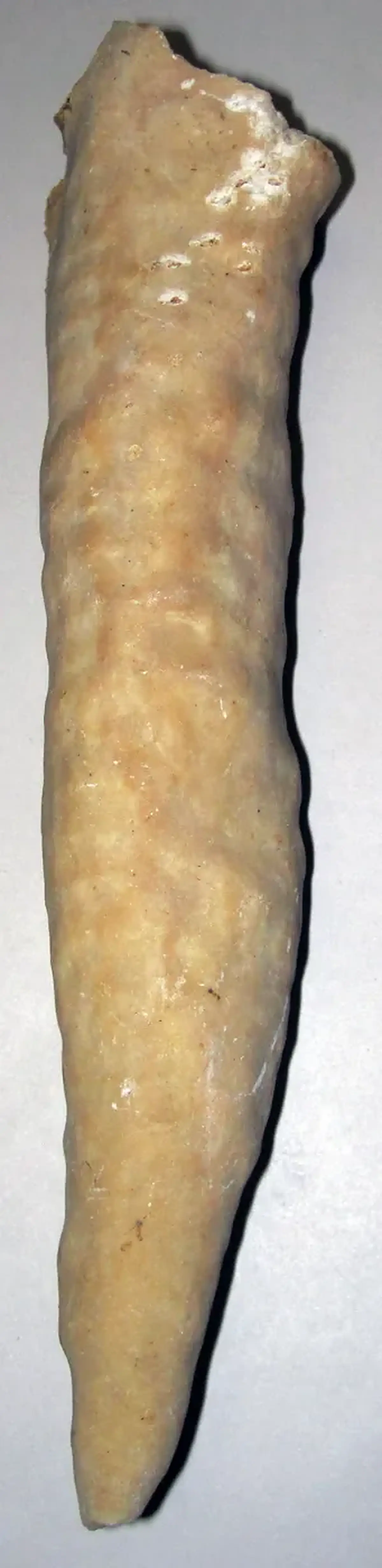 Oberflächendetail: Travertine stalactite (dripstone) (fissure in Tanglewood Limestone Member, Lexington Limes