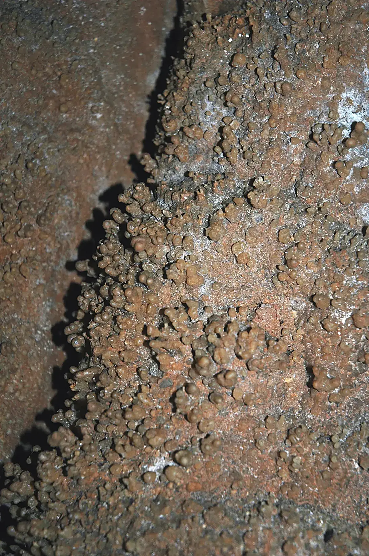 Detalle de superficie: 093 Coralloids 29
