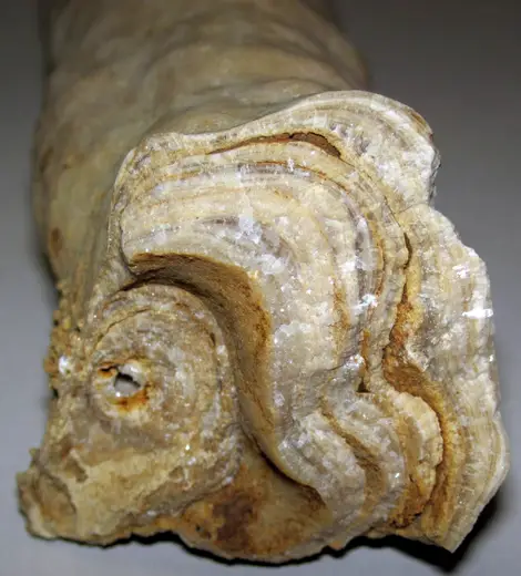 Surface detail: Travertine stalactite (dripstone) (fissure in Tanglewood Limestone Member, Lexington Limes