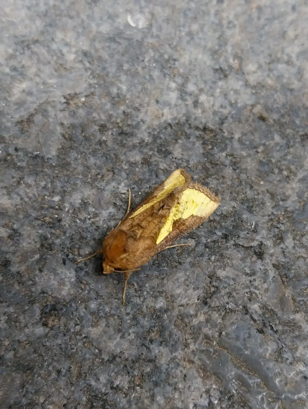 Fußboden: Thysanoplusia on marble pattern floor