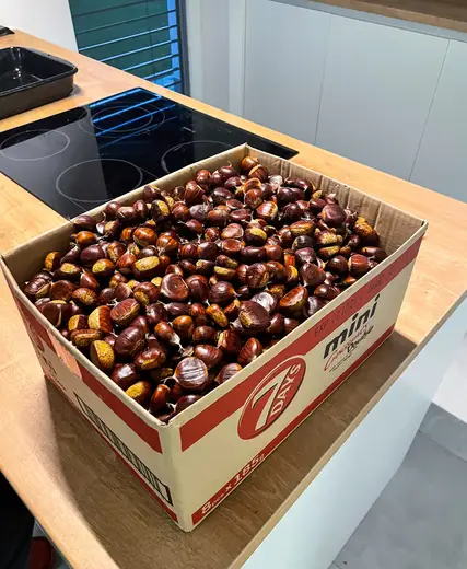 Kitchen: Chestnut in a box on a kitchen countertop (51784717753)