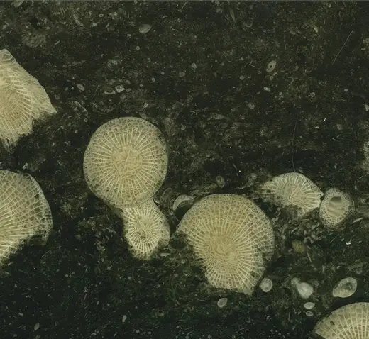 Вид карьера: Frosterley Marble (Great Limestone, Mississippian; Rogerley Quarry, England) (14805050675)