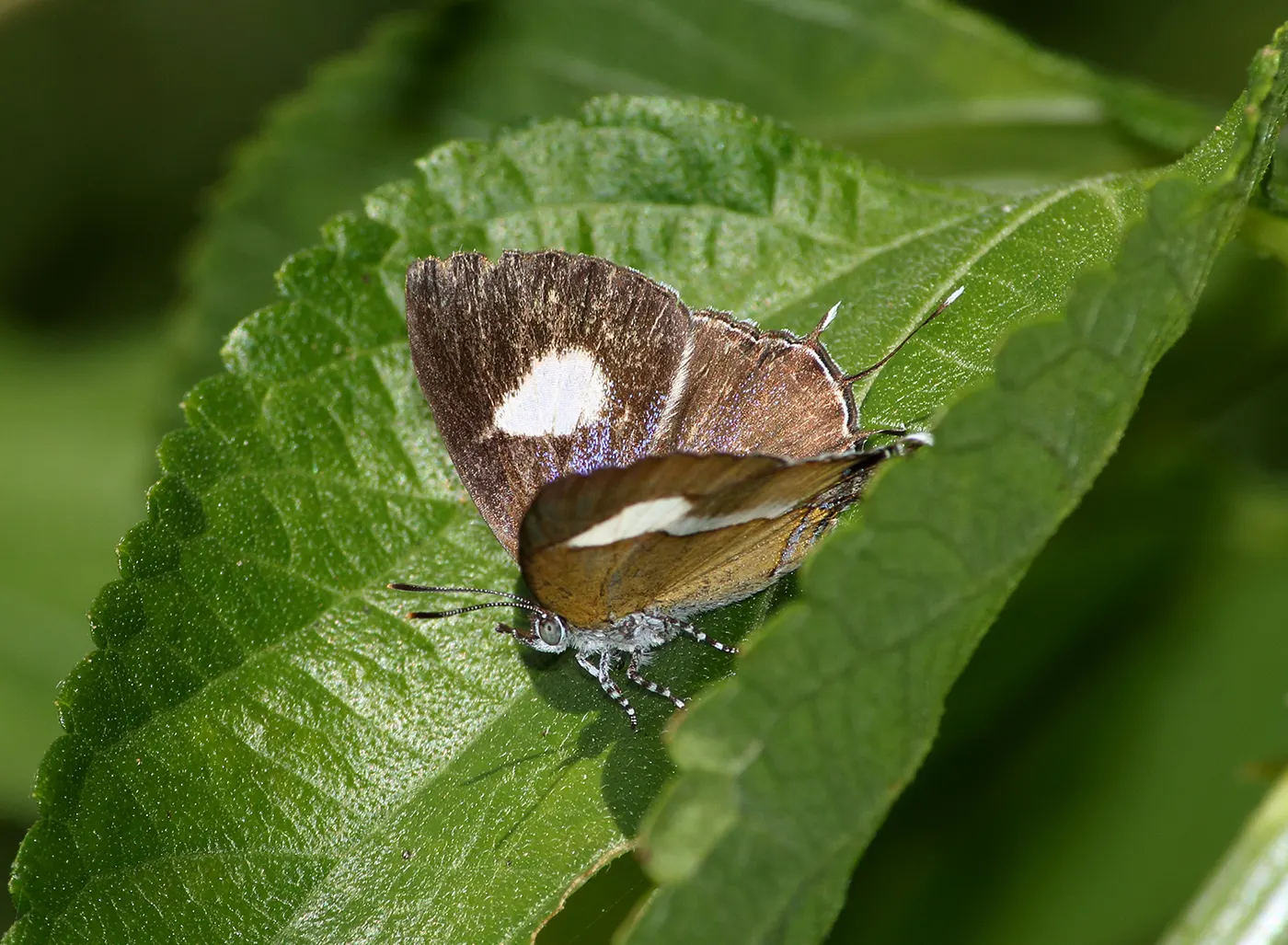 Superficie de losa: Partially open wing position of Horaga onyx Moore, 1857 – Common Onyx 3