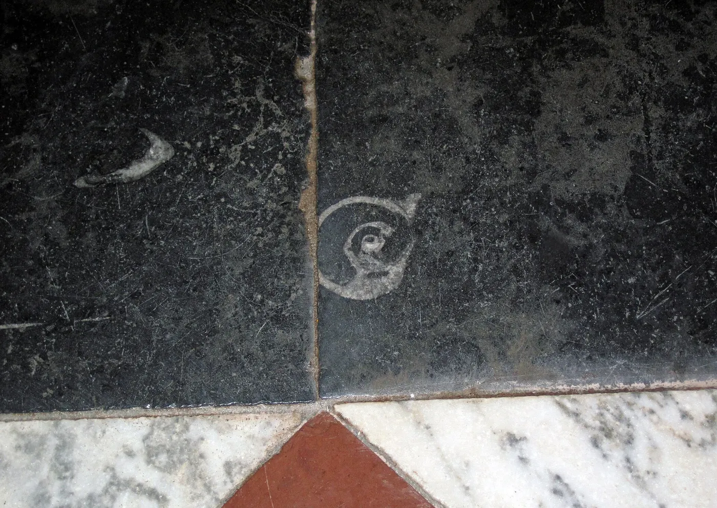 Slab surface: Maclurites magna (fossil gastropod) in limestone (Champlain Black Marble) (Crown Point Lim
