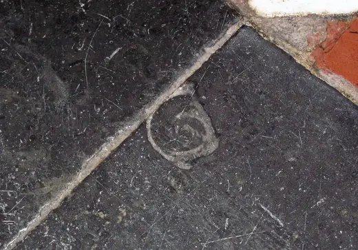 Slab surface: Maclurites magna (fossil gastropod) in limestone (Champlain Black Marble) (Crown Point Lim