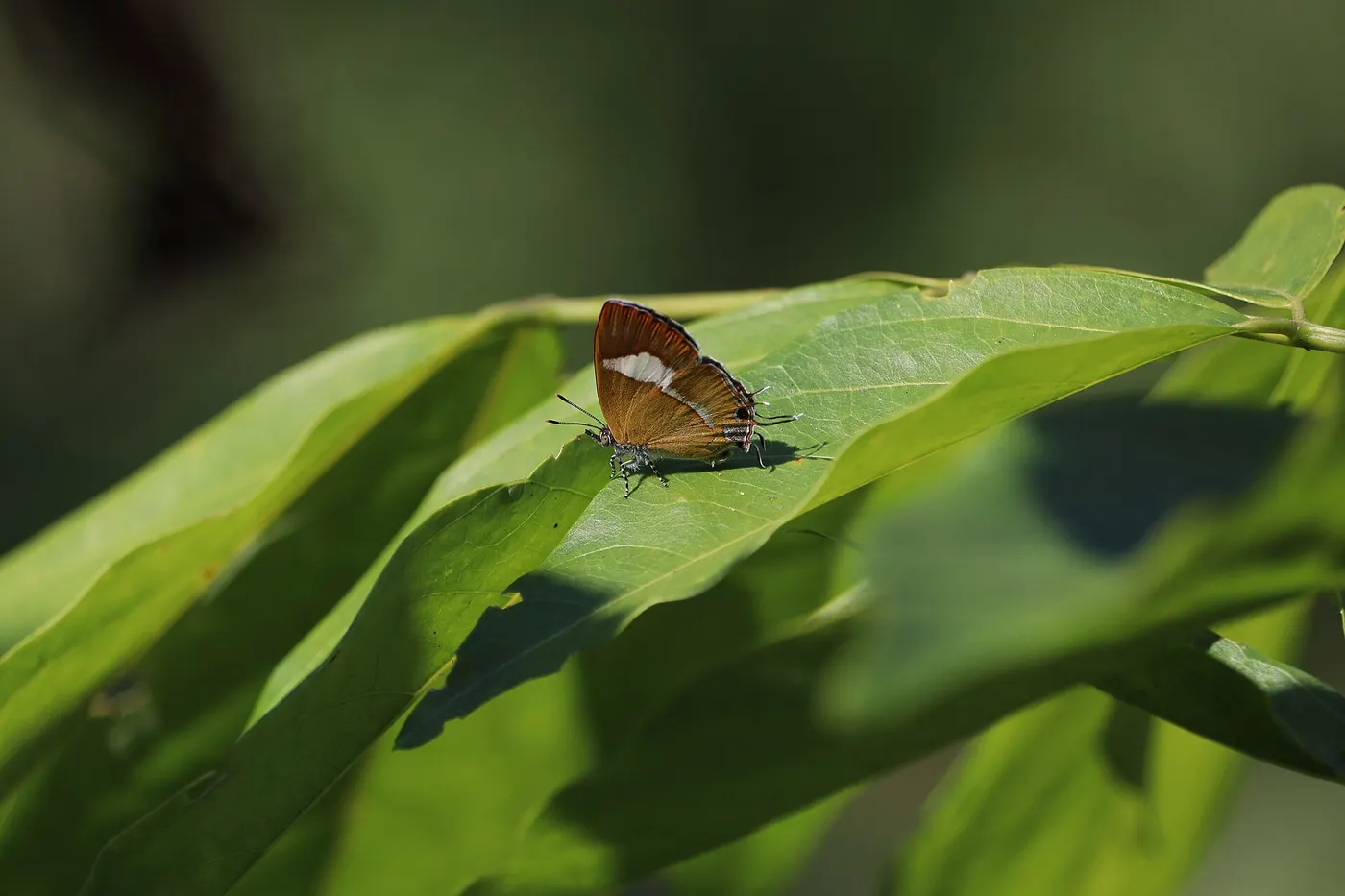 Superficie de losa: Butterfly on the leaf - Common Onyx - Horaga onyx (Moore, 1858)