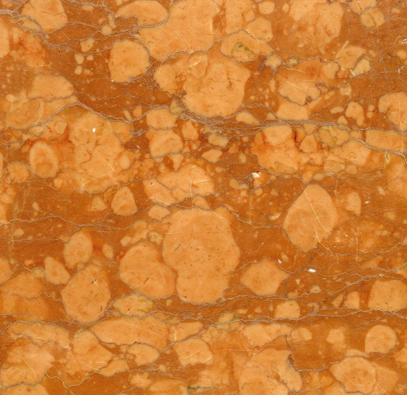 Поверхность плиты: Rosso Verona Marble (Rosso Ammonitico Formation, Upper Jurassic; Verona Province, Venetia