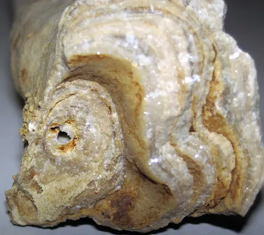 Superficie de losa: Travertine stalactite (dripstone) (fissure in Tanglewood Limestone Member, Lexington Limes
