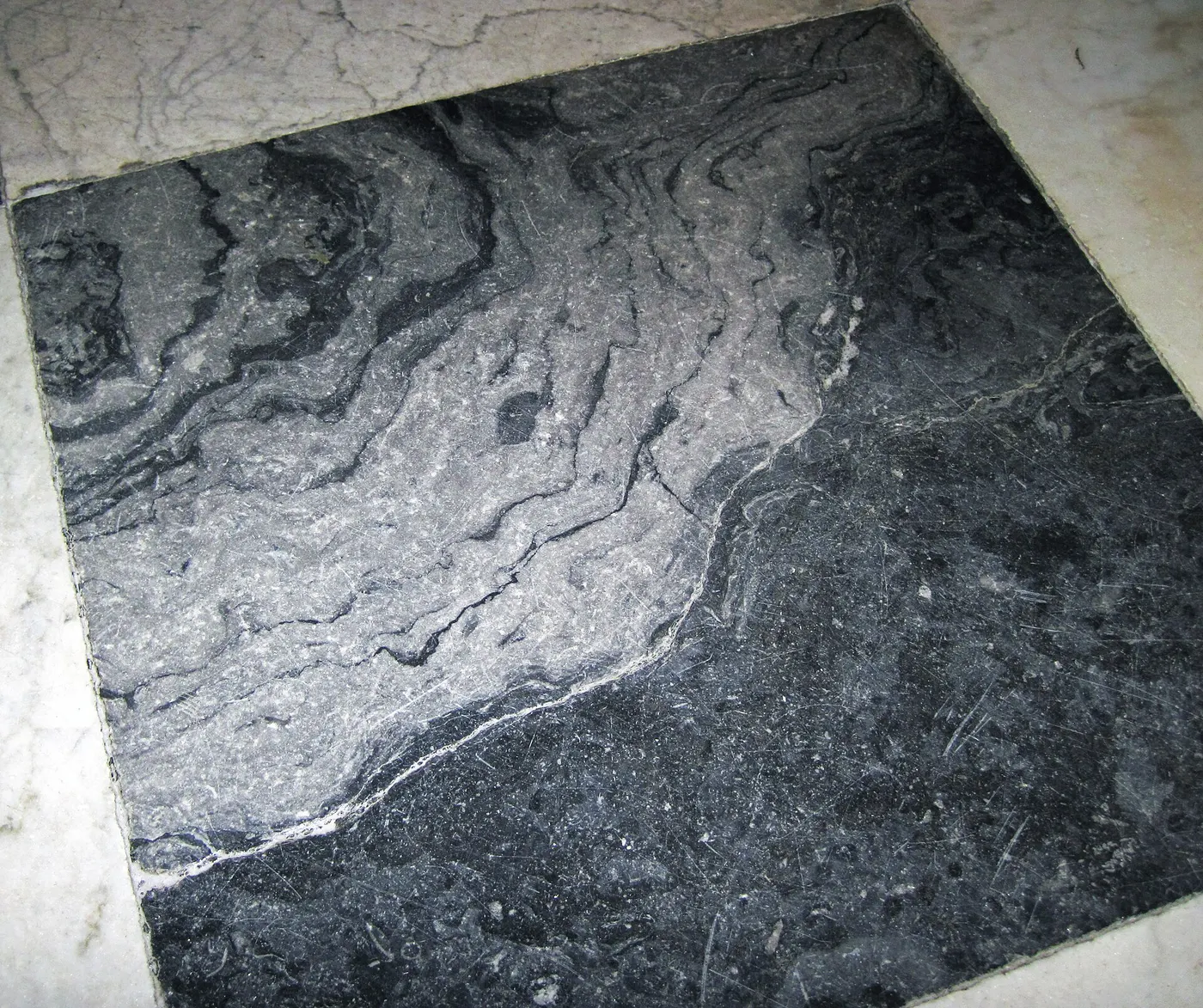 Superficie de losa: Fossil mound in limestone (Champlain Black Marble) (Crown Point Limestone, Middle Ordovici