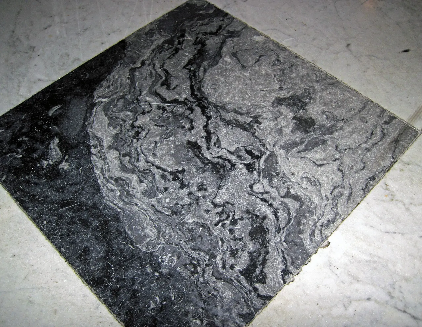 Slab surface: Fossil mound in limestone (Champlain Black Marble) (Crown Point Limestone, Middle Ordovici