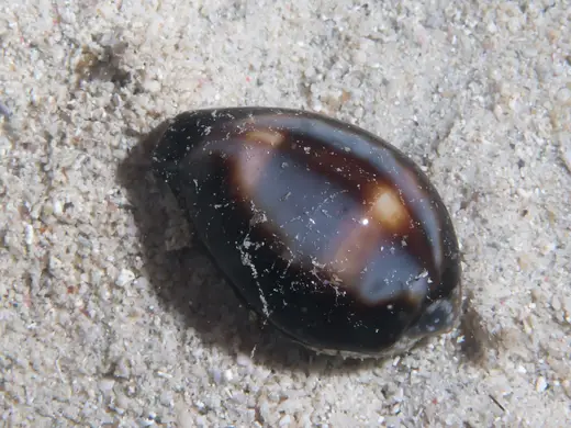 Superficie di lastra: Onyx cowrie (Erronea onyx) (38140858891)