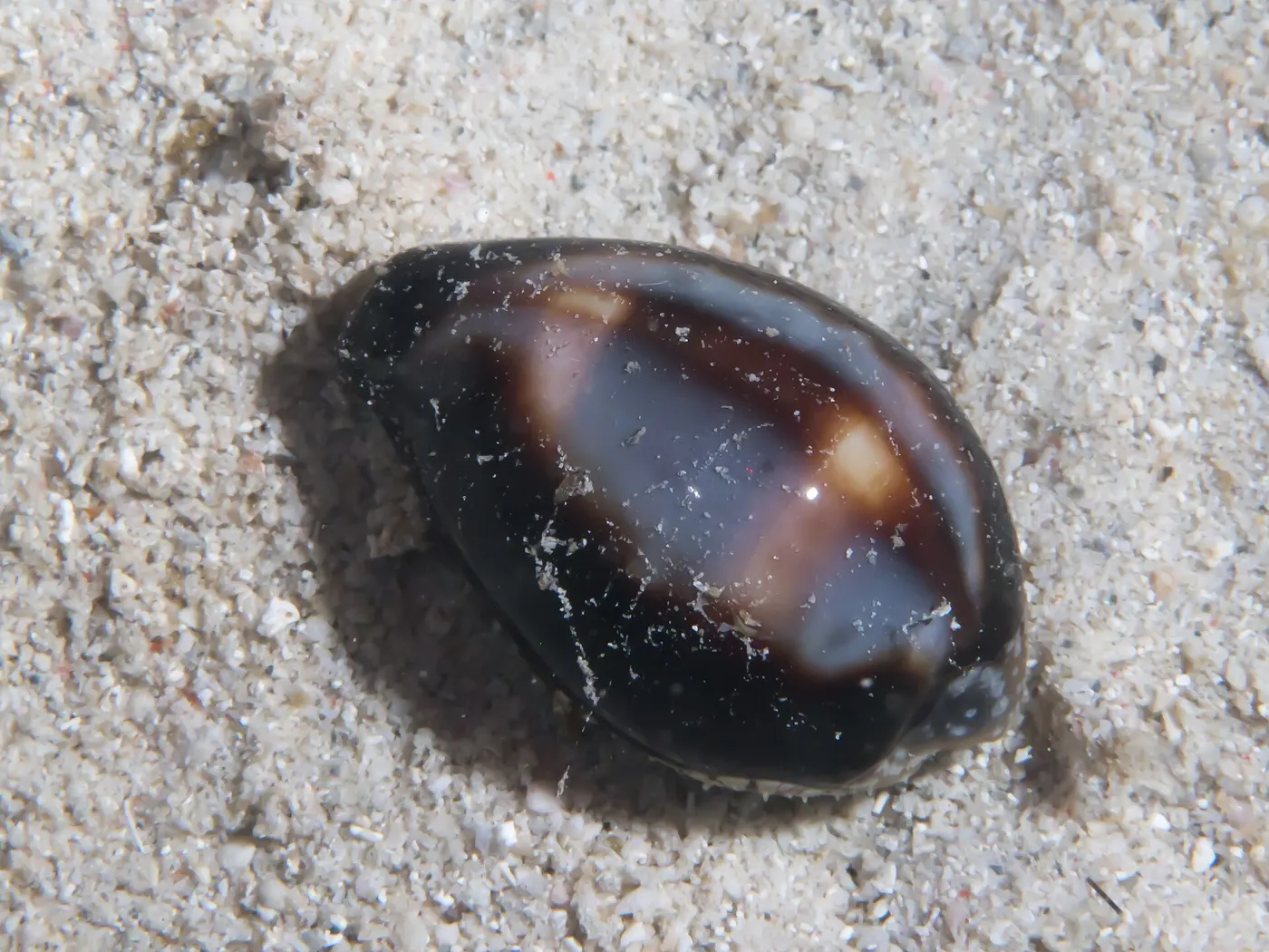 Plattenoberfläche: Onyx cowrie (Erronea onyx) (38140858891)