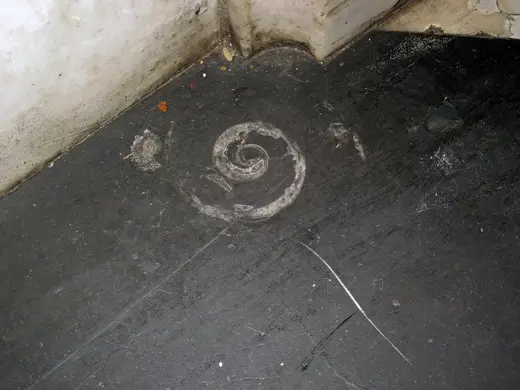 Superficie di lastra: Maclurites magna (fossil gastropod) in limestone (Champlain Black Marble) (Crown Point Lim