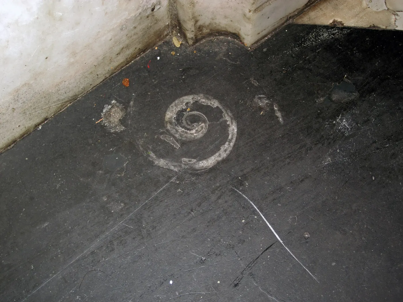Superficie di lastra: Maclurites magna (fossil gastropod) in limestone (Champlain Black Marble) (Crown Point Lim