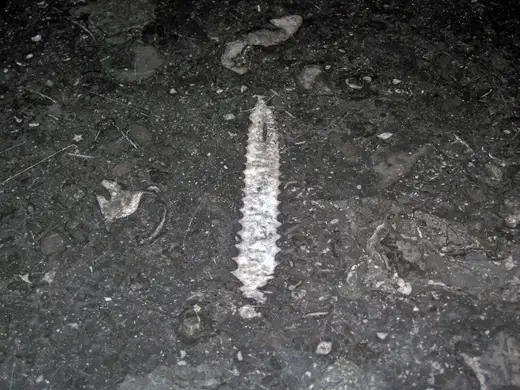 Superficie di lastra: Stereospyroceras sp. (fossil cephalopod) in limestone (Champlain Black Marble) (Crown Poin