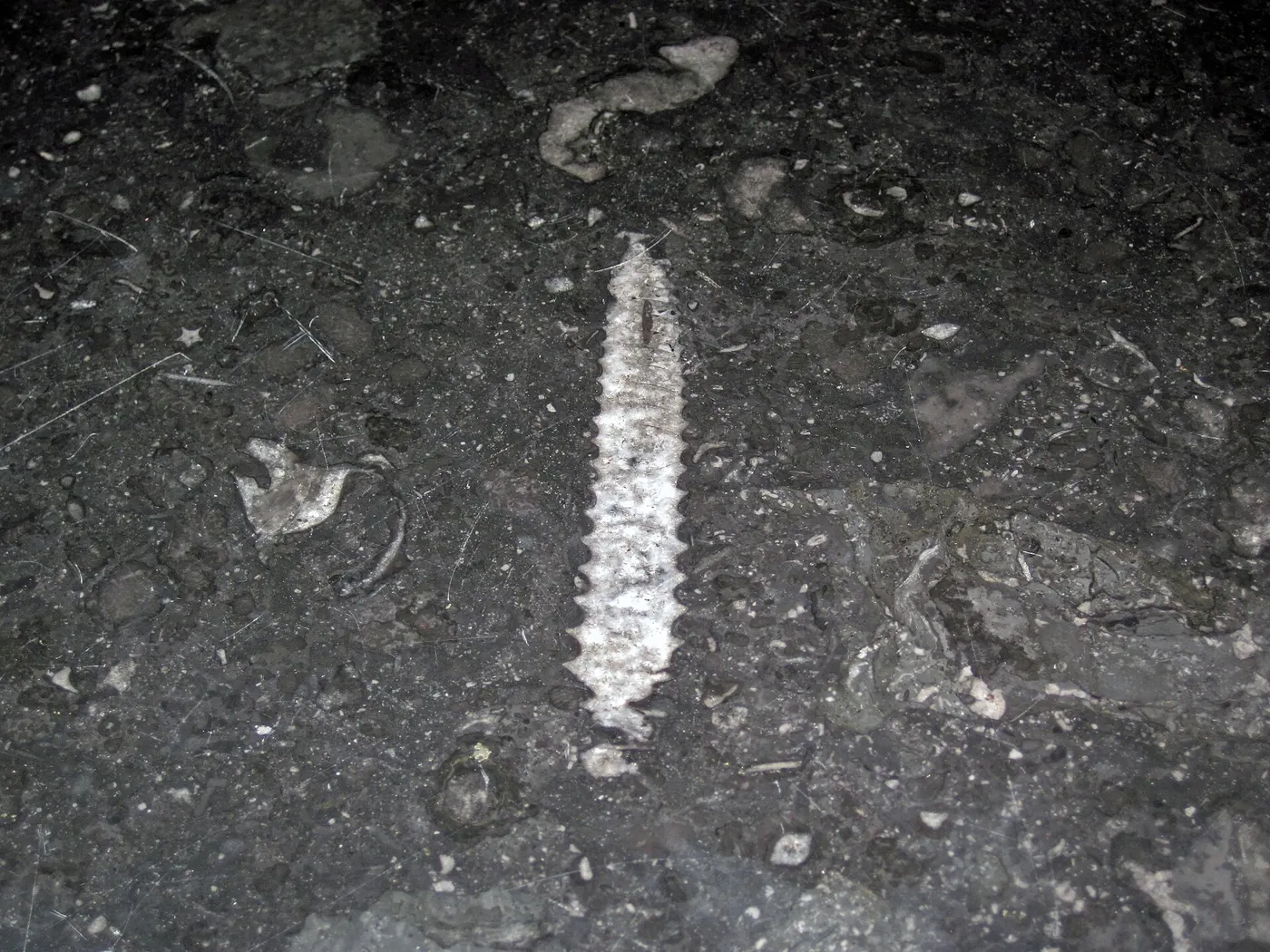 Superficie de losa: Stereospyroceras sp. (fossil cephalopod) in limestone (Champlain Black Marble) (Crown Poin
