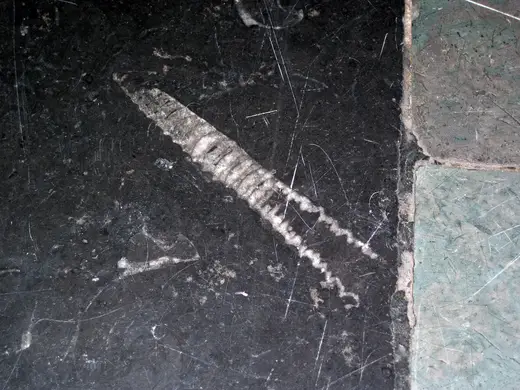 Superficie di lastra: Stereospyroceras sp. (fossil cephalopod) in limestone (Champlain Black Marble) (Crown Poin