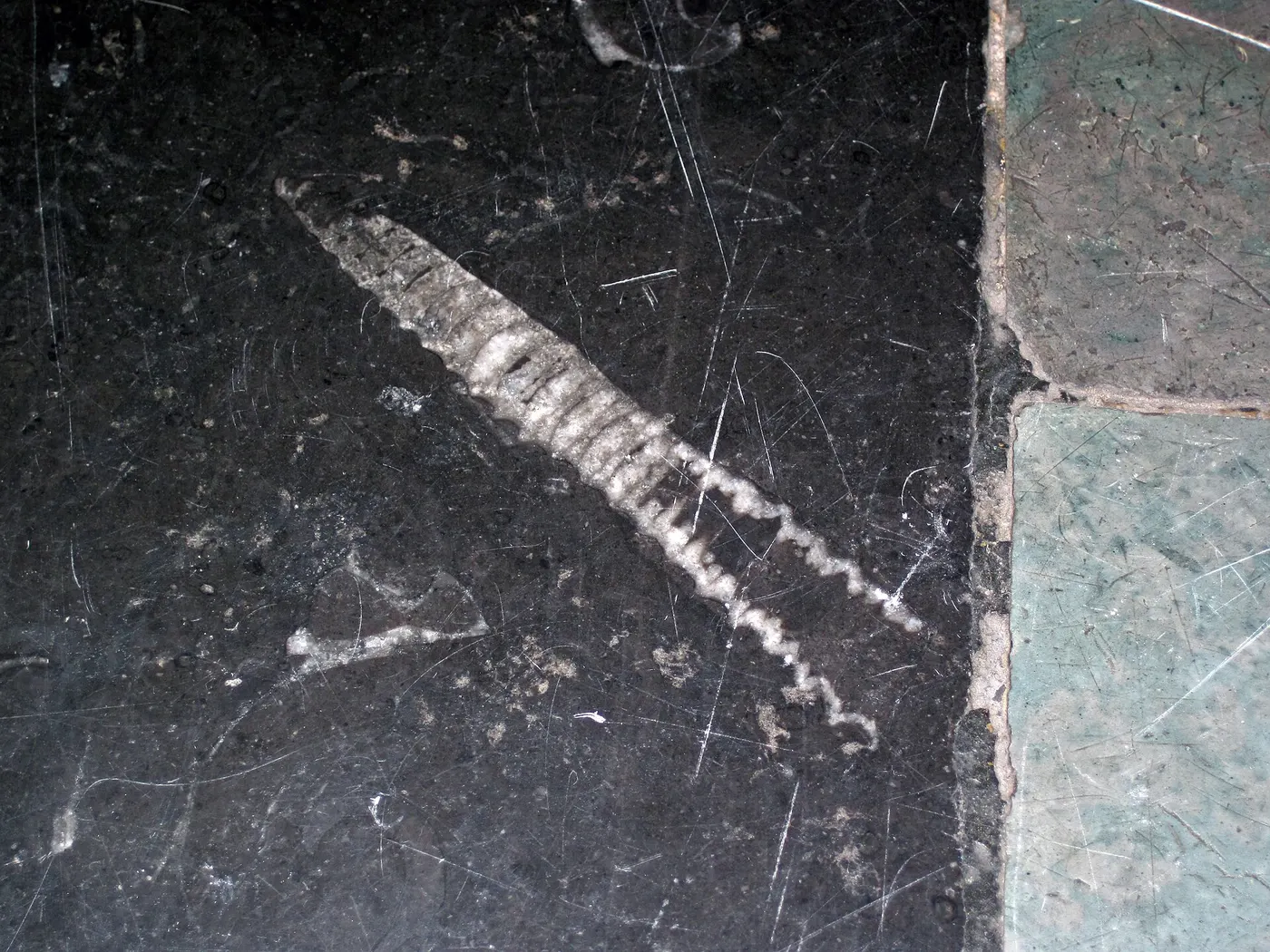 Plattenoberfläche: Stereospyroceras sp. (fossil cephalopod) in limestone (Champlain Black Marble) (Crown Poin