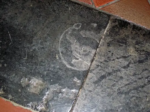 Superficie di lastra: Maclurites magna (fossil gastropod) in limestone (Champlain Black Marble) (Crown Point Lim