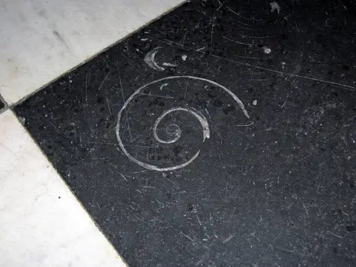 Superficie di lastra: Maclurites magna (fossil gastropod) in limestone (Champlain Black Marble) (Crown Point Lim