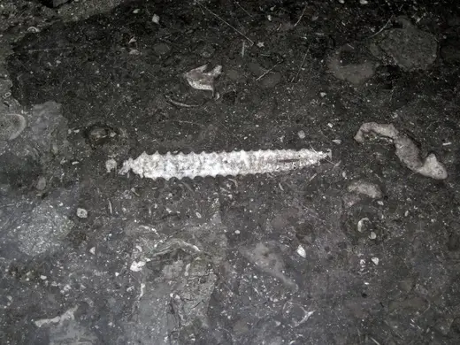 Superficie di lastra: Stereospyroceras sp. (fossil cephalopod) in limestone (Champlain Black Marble) (Crown Poin