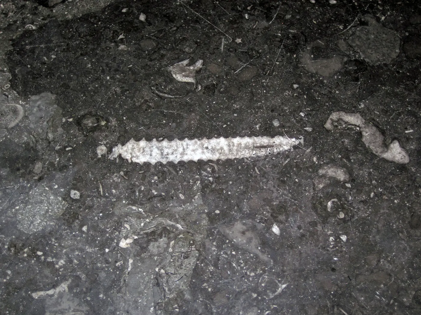 Plattenoberfläche: Stereospyroceras sp. (fossil cephalopod) in limestone (Champlain Black Marble) (Crown Poin