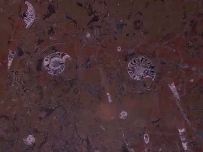 Grand Melange of Erfoud известняк