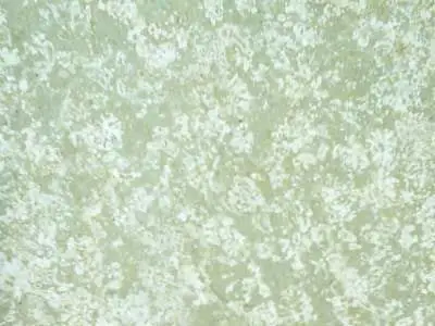 Iran M 217 Marmor, polierte Probe – Marmi di Carrara – elfenbein, hellgrau (1)