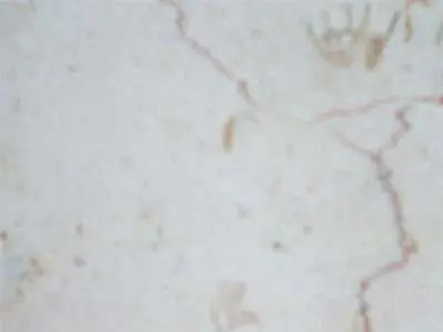 Iran M 223 marbre, échantillon poli – Marmi di Carrara – gris clair, ivoire (1)