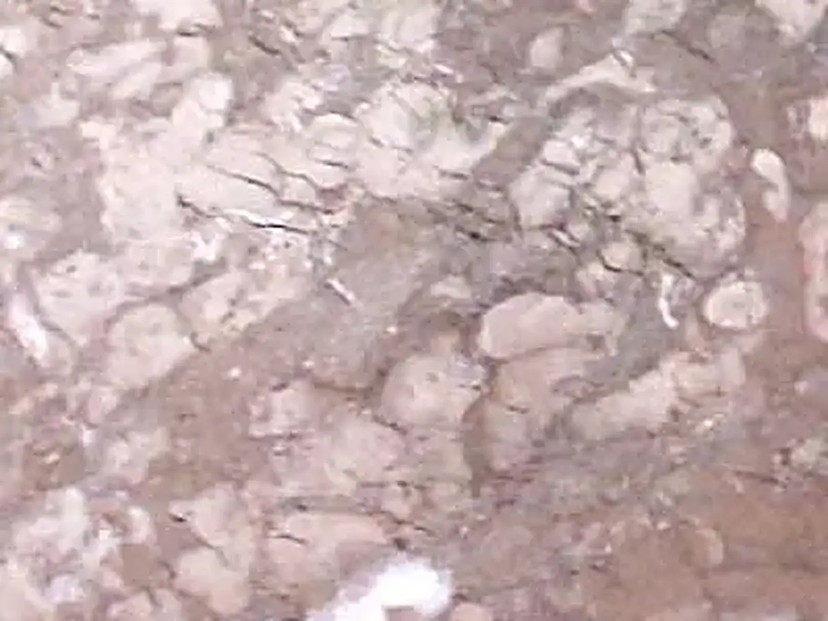 Iran M 233 limestone polished sample – Marmi di Carrara – pink, light grey (1)