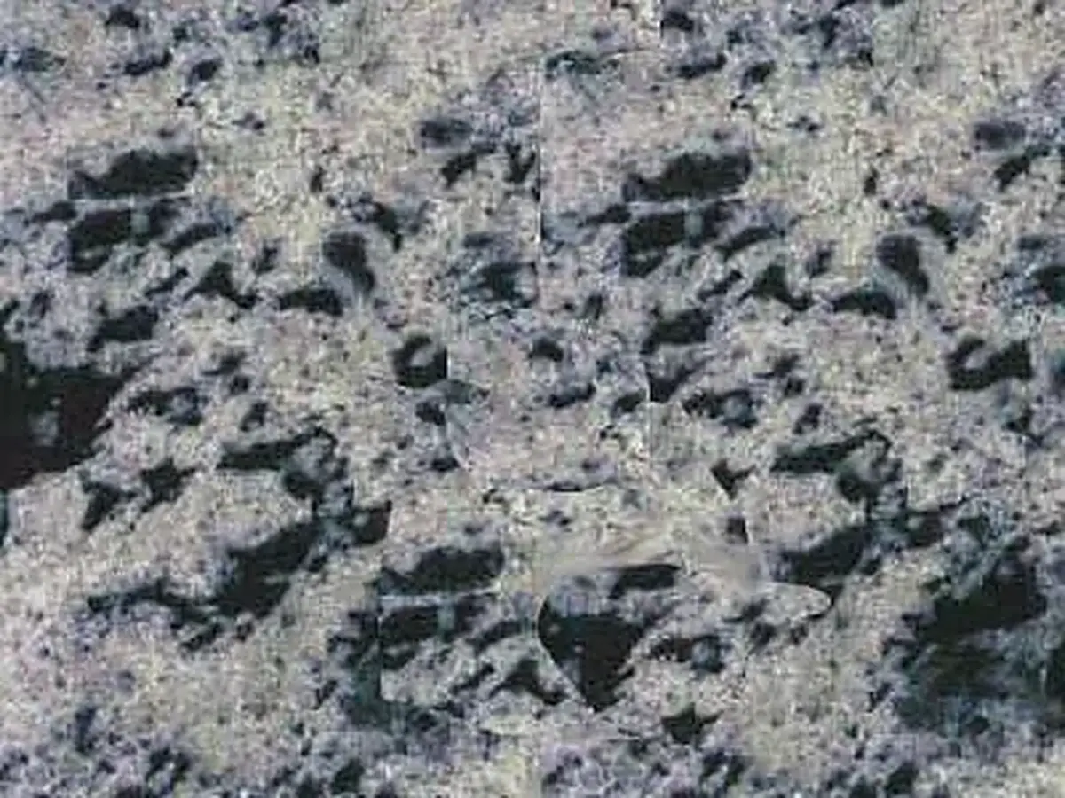 Lake Placid Blue гранит, полированный образец – Marmi di Carrara – серый, антрацитовый (1)