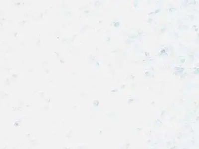 M 6101 marble polished sample – Marmi di Carrara – white (1)