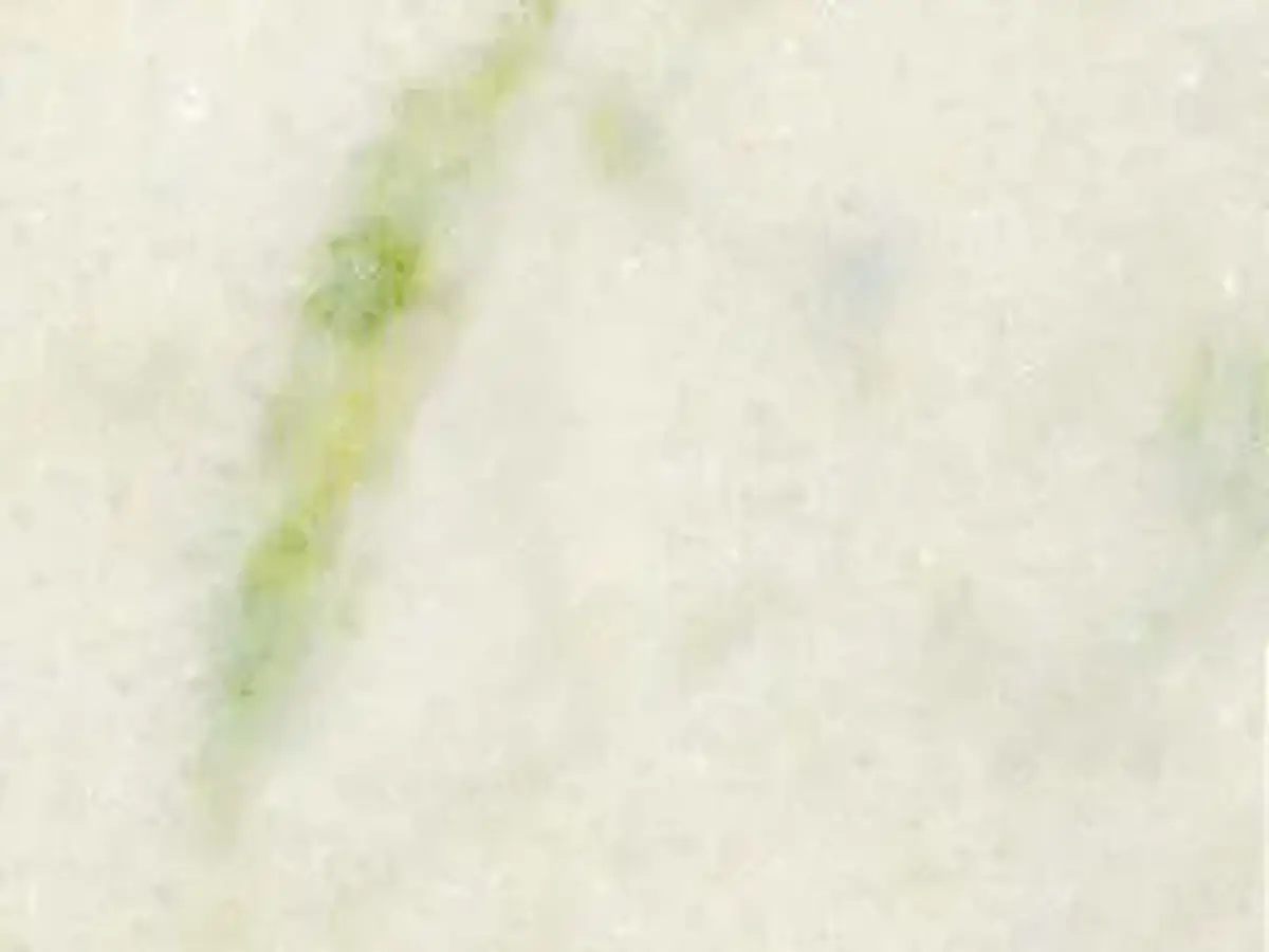 Marmore Branco Pinta Verde marbre, échantillon poli – Marmi di Carrara – ivoire, blanc (1)