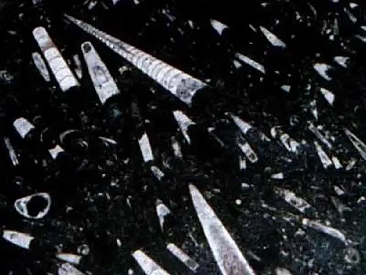 Moroccan Fossile Black caliza, muestra pulida – Marmi di Carrara – negro, antracita (1)