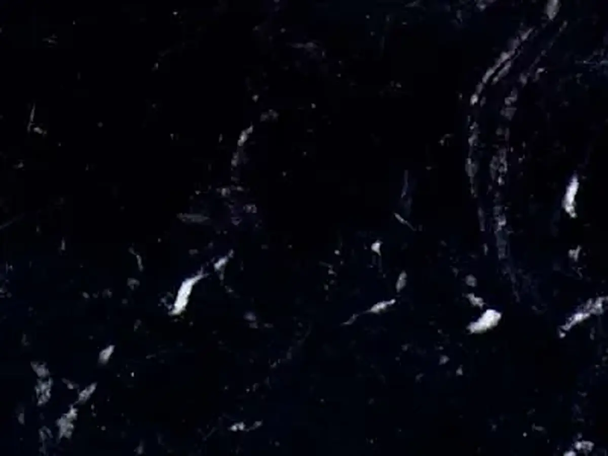 Negro Marquina calcare, campione lucido – Marmi di Carrara – nero (1)