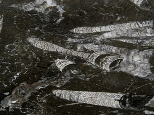 Nero Fossile marmo, superficie di lastra – Marmi di Carrara – nero, grigio (1)
