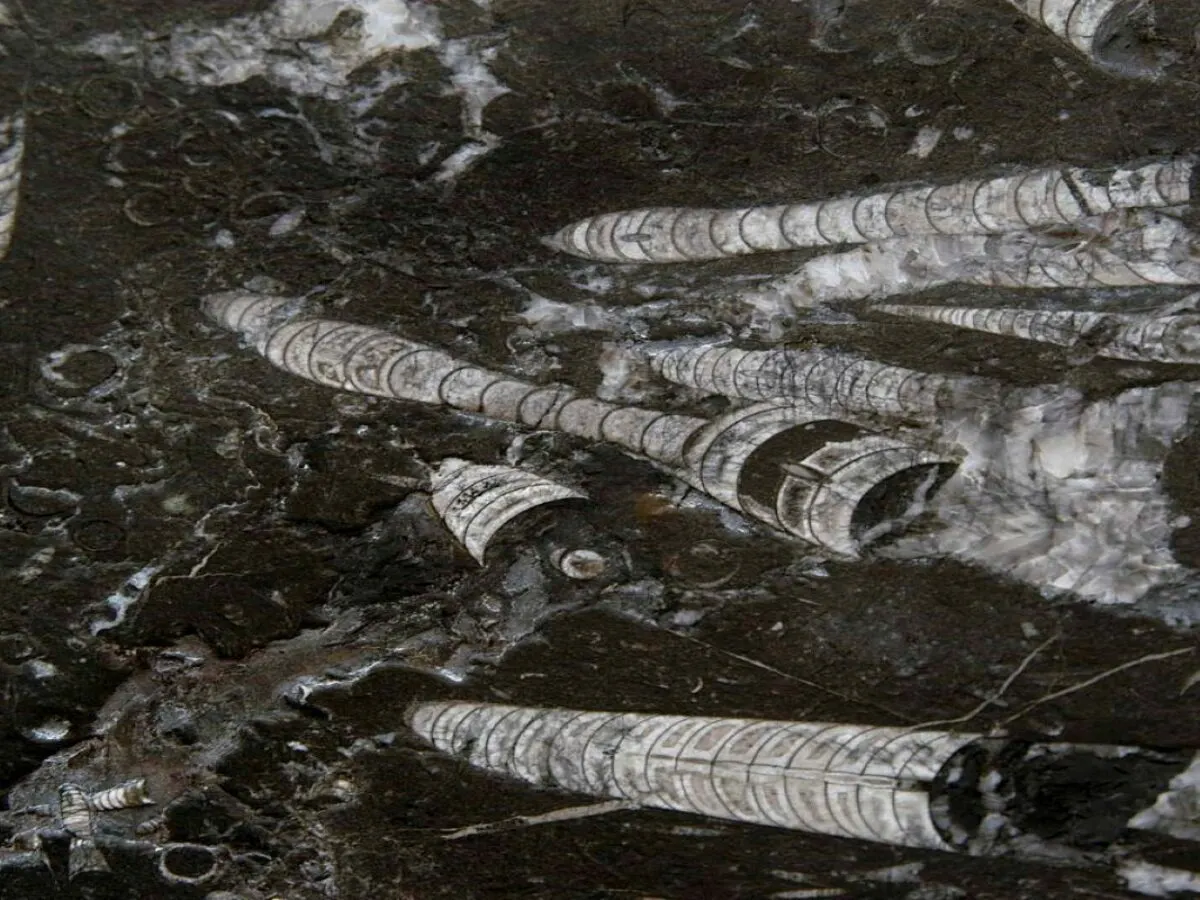 Nero Fossile Marmor, Plattenoberfläche – Marmi di Carrara – schwarz, grau (1)