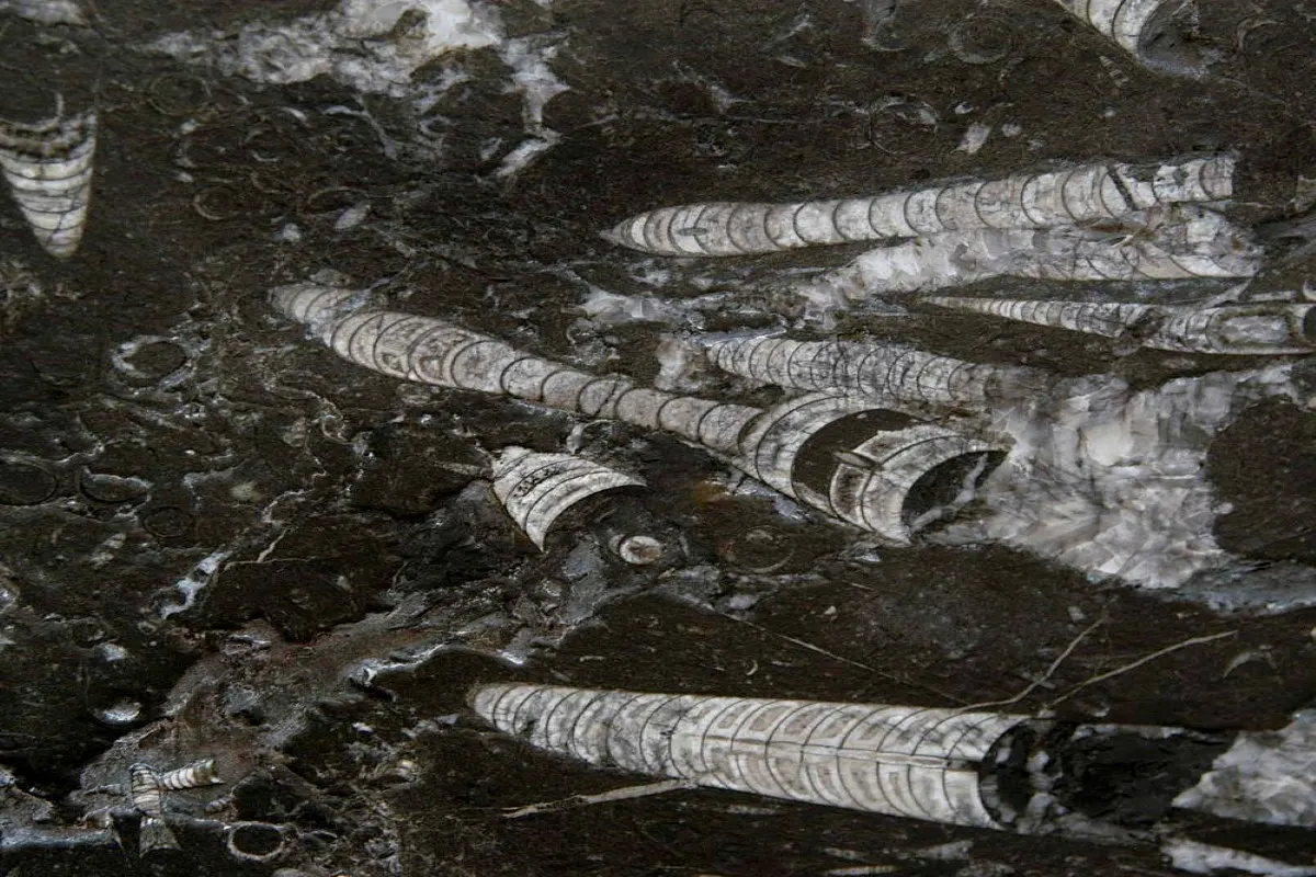 Nero Fossile marbre, surface de dalle – Marmi di Carrara – noir, anthracite (2)